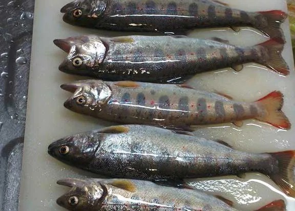 釣れたアユ